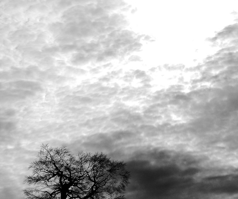 Sous un ciel très nuageux, le soleil fait une percée. Au sol, la silhouette hivernale d'un arbre