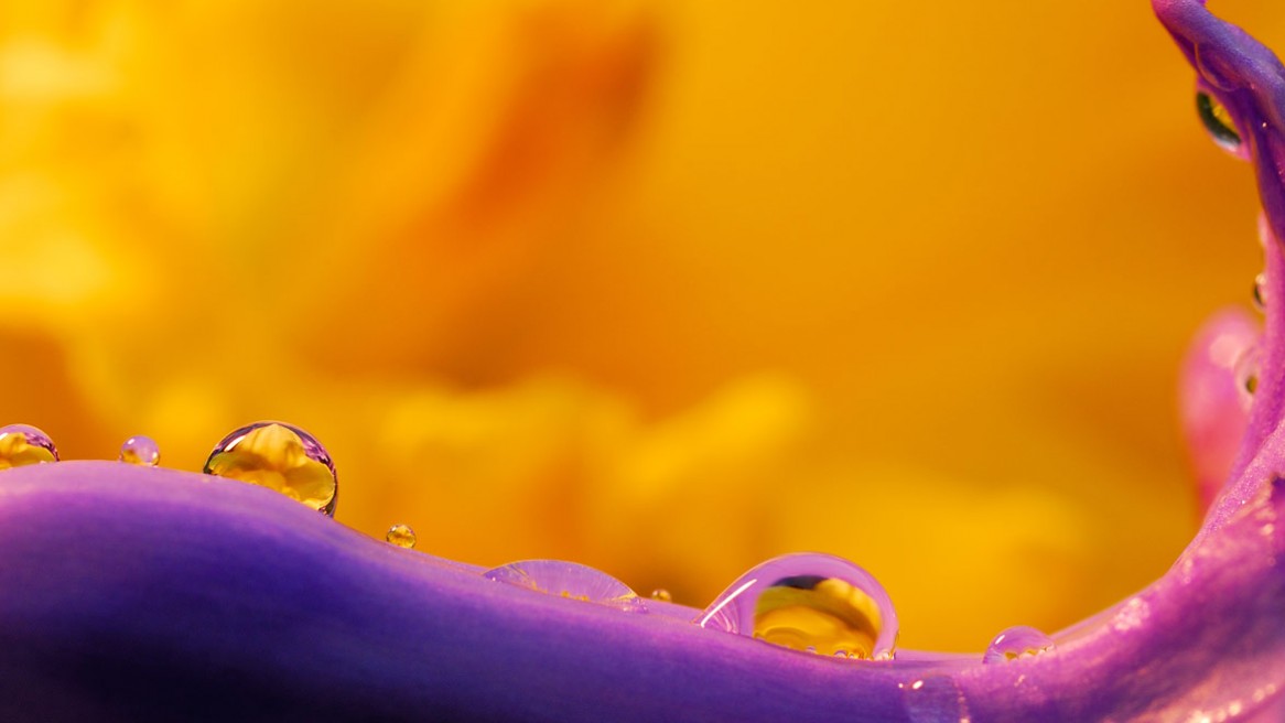 Petites gouttes d'eau posée sur une fleurs. Jaune et violet sont les couleurs dominantes de cette photo signée Matthieu Dupont