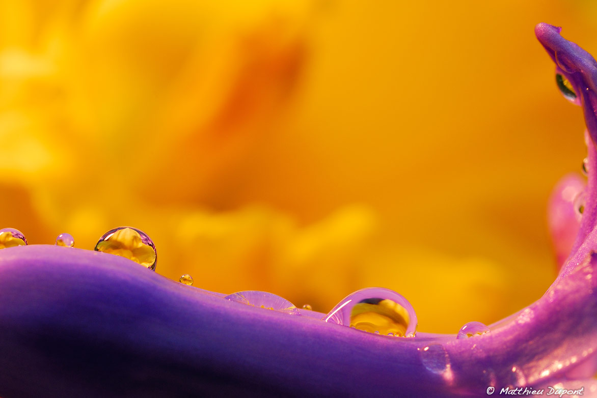 Petites gouttes d'eau posée sur une fleurs. Jaune et violet sont les couleurs dominantes de cette photo signée Matthieu Dupont