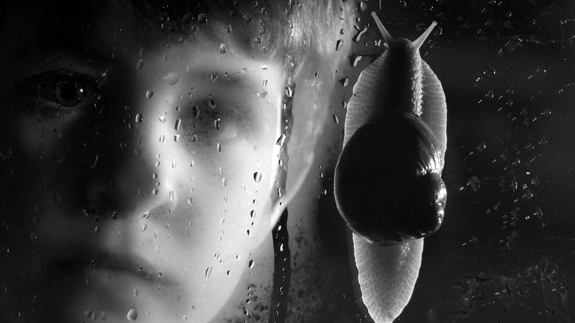 Un escargot escalade la vitre devant le regard d'un jeune garçon. Photo de Matthieu Dupont