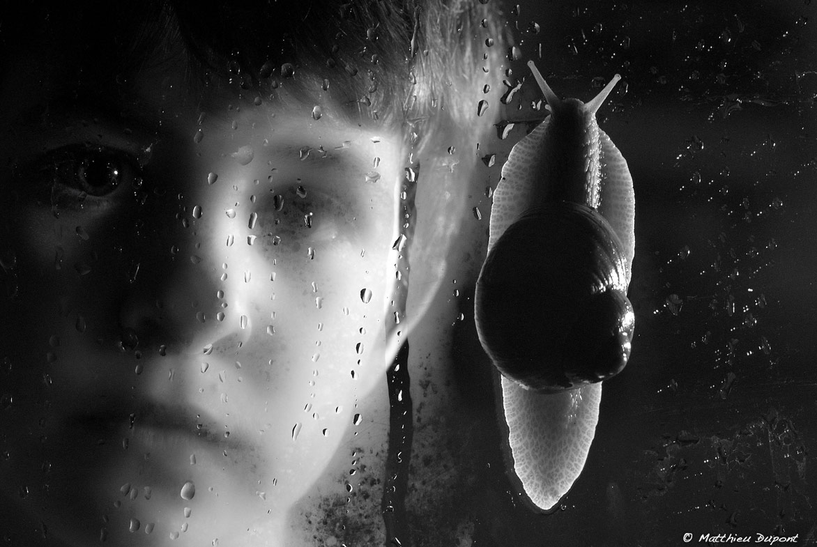 Un escargot escalade la vitre devant le regard d'un jeune garçon. Photo de Matthieu Dupont