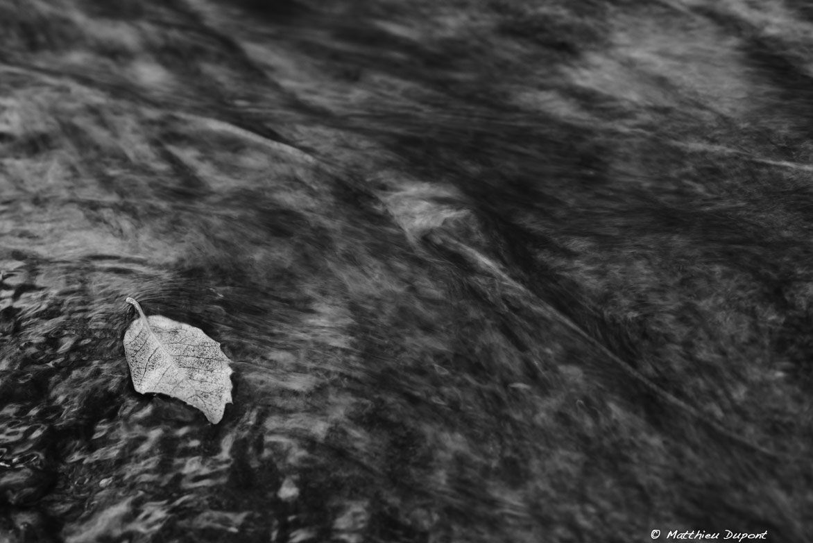 Une feuille morte posée à la surface de l'eau - Photographie de Matthieu Dupont
