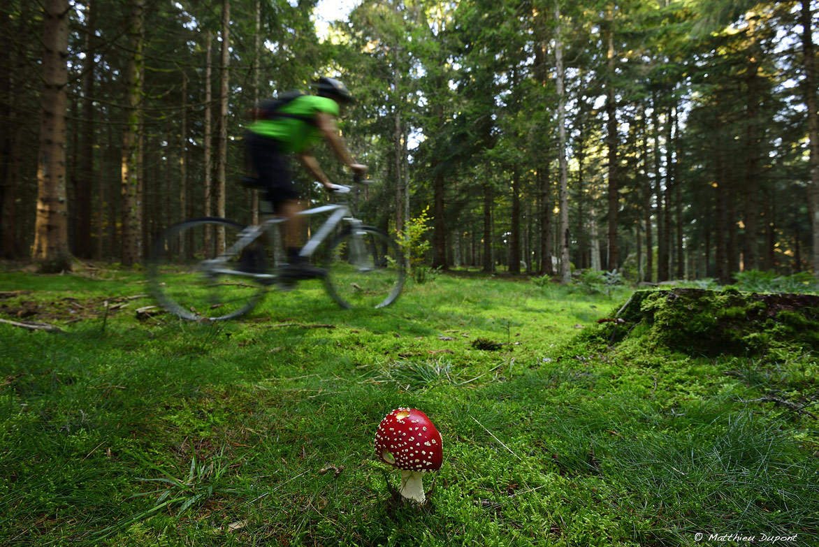 Amanite tue mouche et vtt dans un sous bois en Lozère. Photo Matthieu Dupont