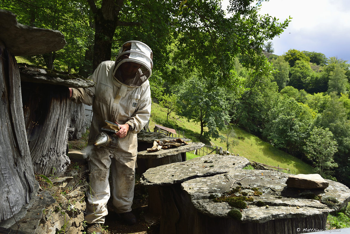 Apiculteur et son enfumoir dans un rucher en Ardèche. Photo Matthieu Dupont