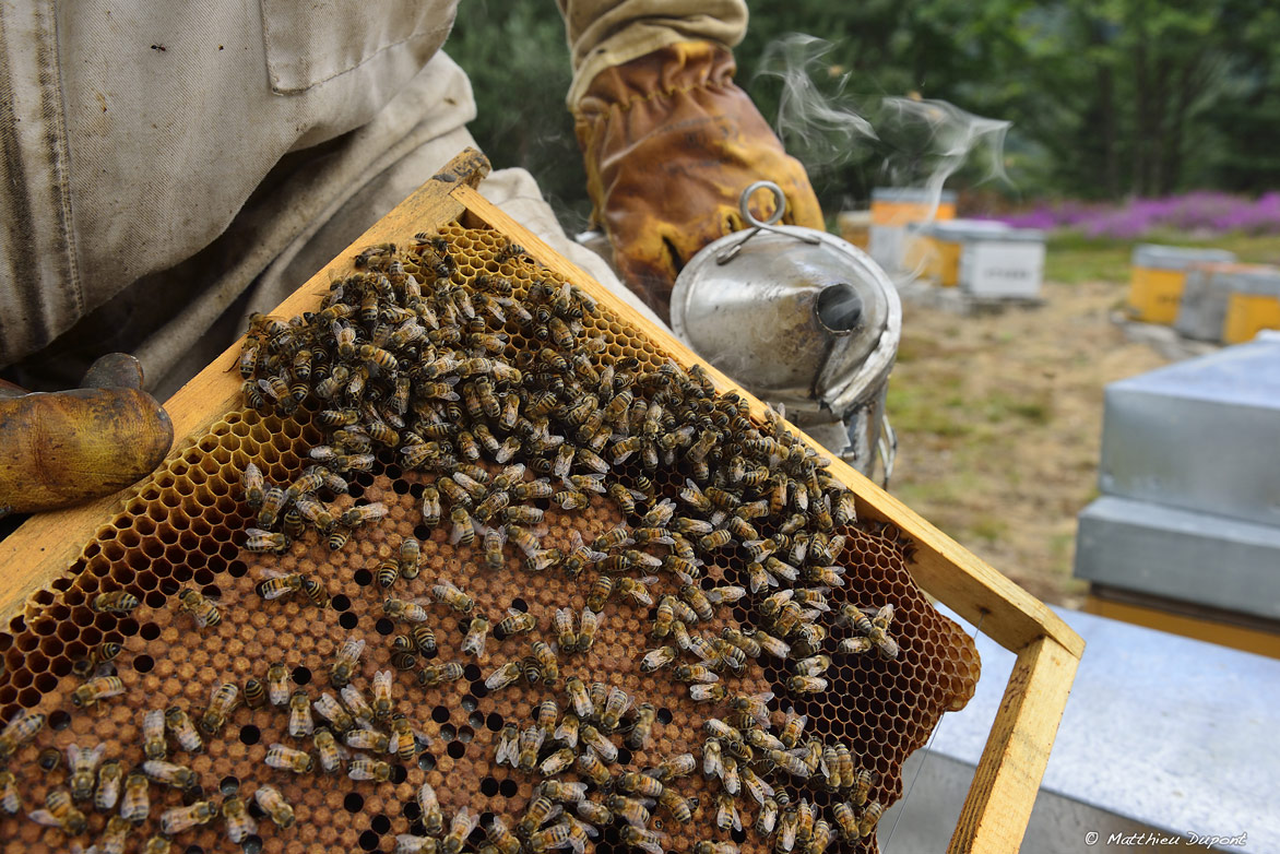 Un apiculteur en Ardèche contrôle une brèche de miel sur laquelle les abeilles s'activent. Photo Matthieu Dupont