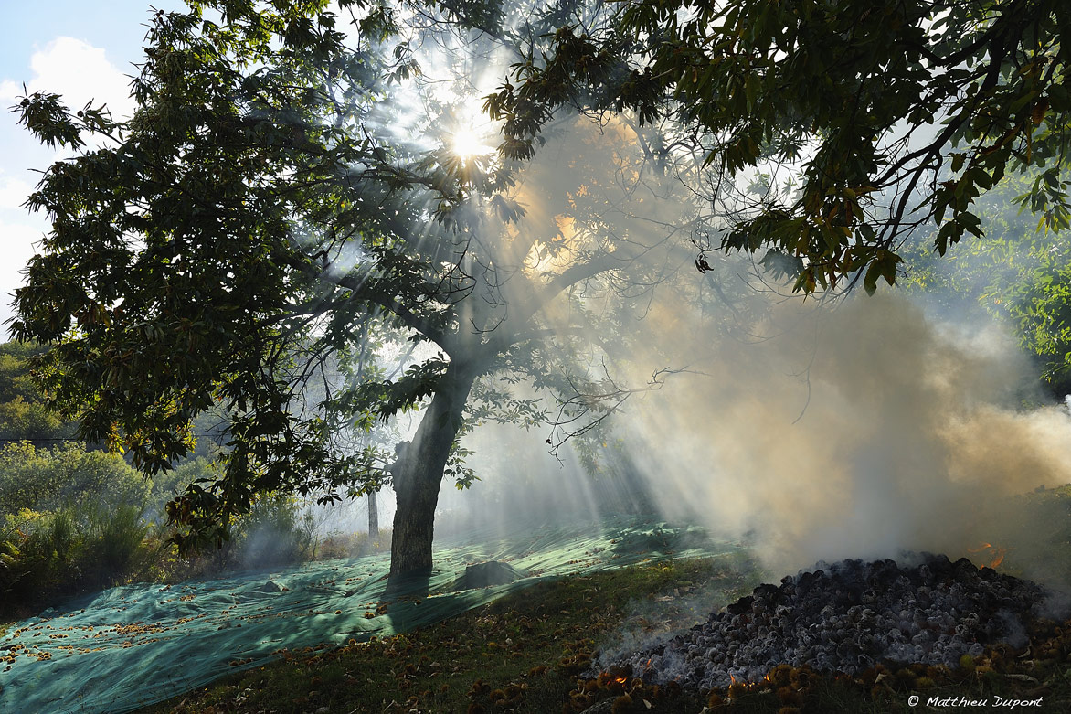 Un châtaignier en Ardèche au moment de la récolte des châtaignes à l'aide de filets. Photo Matthieu Dupont