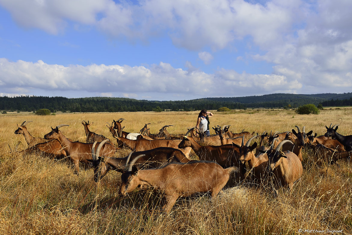 Une bergère et son troupeau de chèvre en Ardèche. Photo Matthieu Dupont