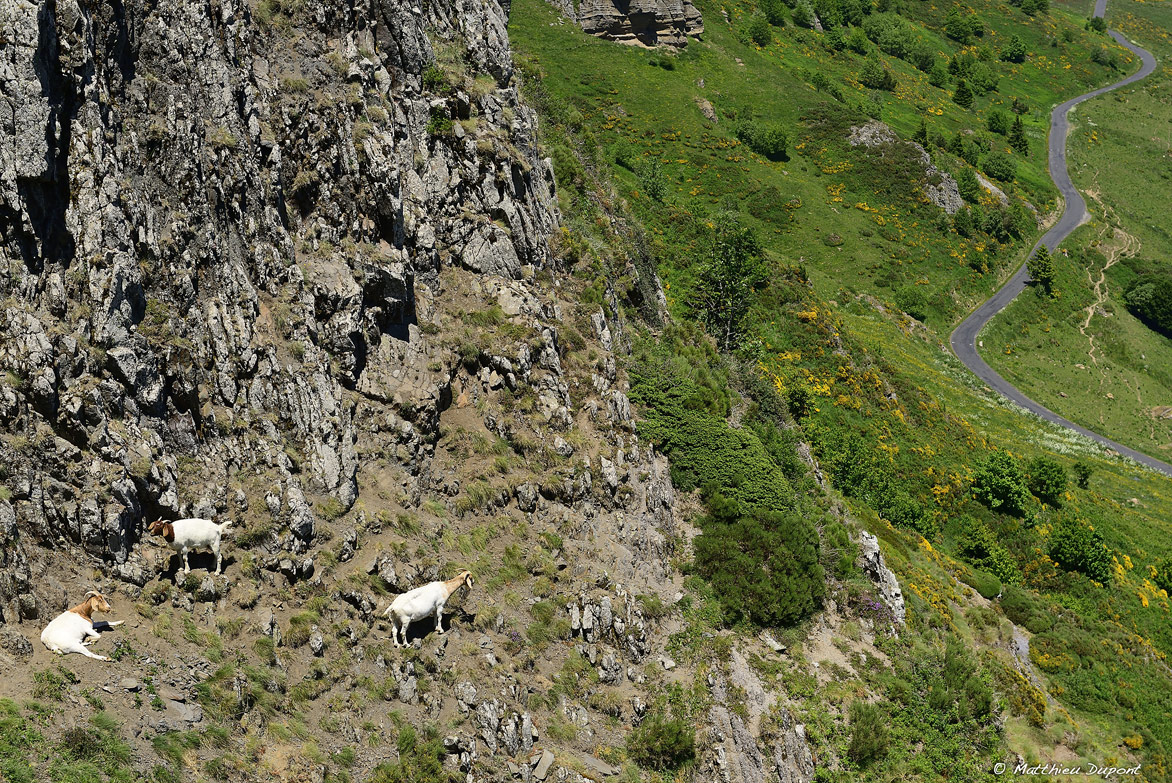Les chèvres en Ardèche n'ont pas le vertige sur les pentes de la Croix de Boutières à quelques pas du Mont Mezenc. Photo Matthieu Dupont