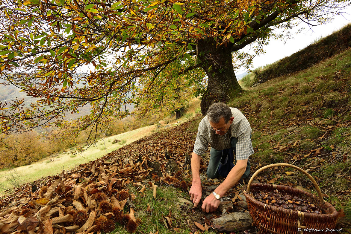 Le ramassage des châtaignes par un agriculteur en Ardèche sous un vieux châtaignier centenaire. Photo Matthieu Dupont