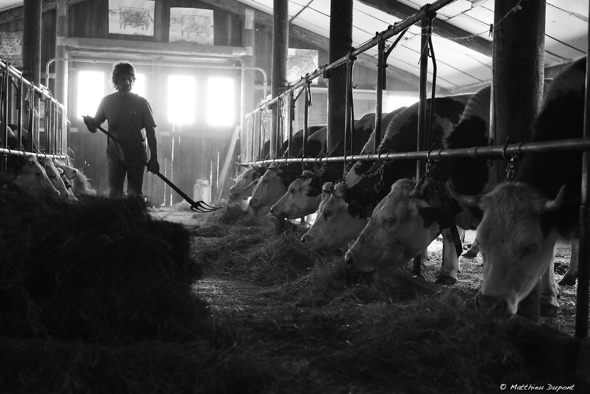 Eleveur donnant du fourrage ses vaches dans l'étable d'une ferme en Ardèche. Photo noir et blanc de Matthieu Dupont