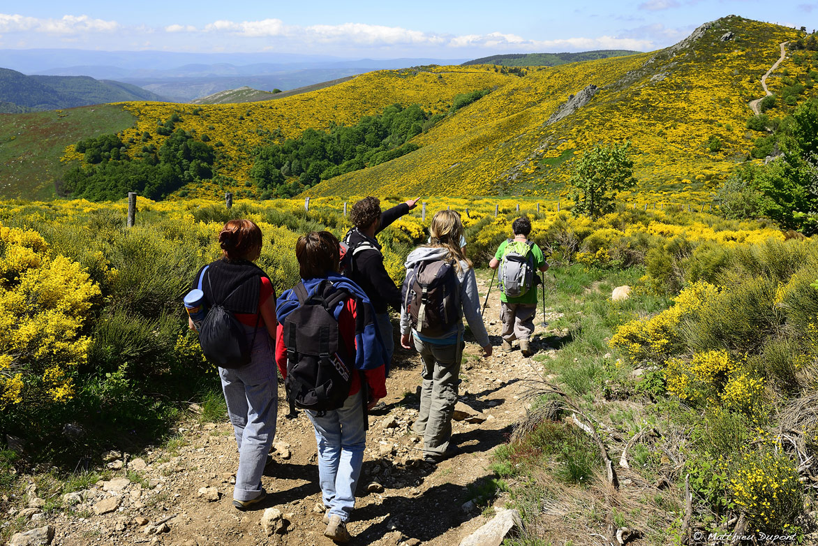 Groupe de randonneur en Ardèche au milieu des genets en fleur, sur la commune de Borne. Photo Matthieu Dupont