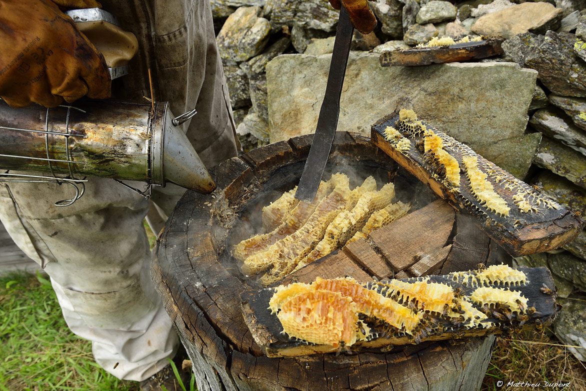 Récolte du miel dans une ruche en tronc de châtaignier typique des Cévennes à Laval d'Aurelle (Ardèche) . Photo Matthieu Dupont