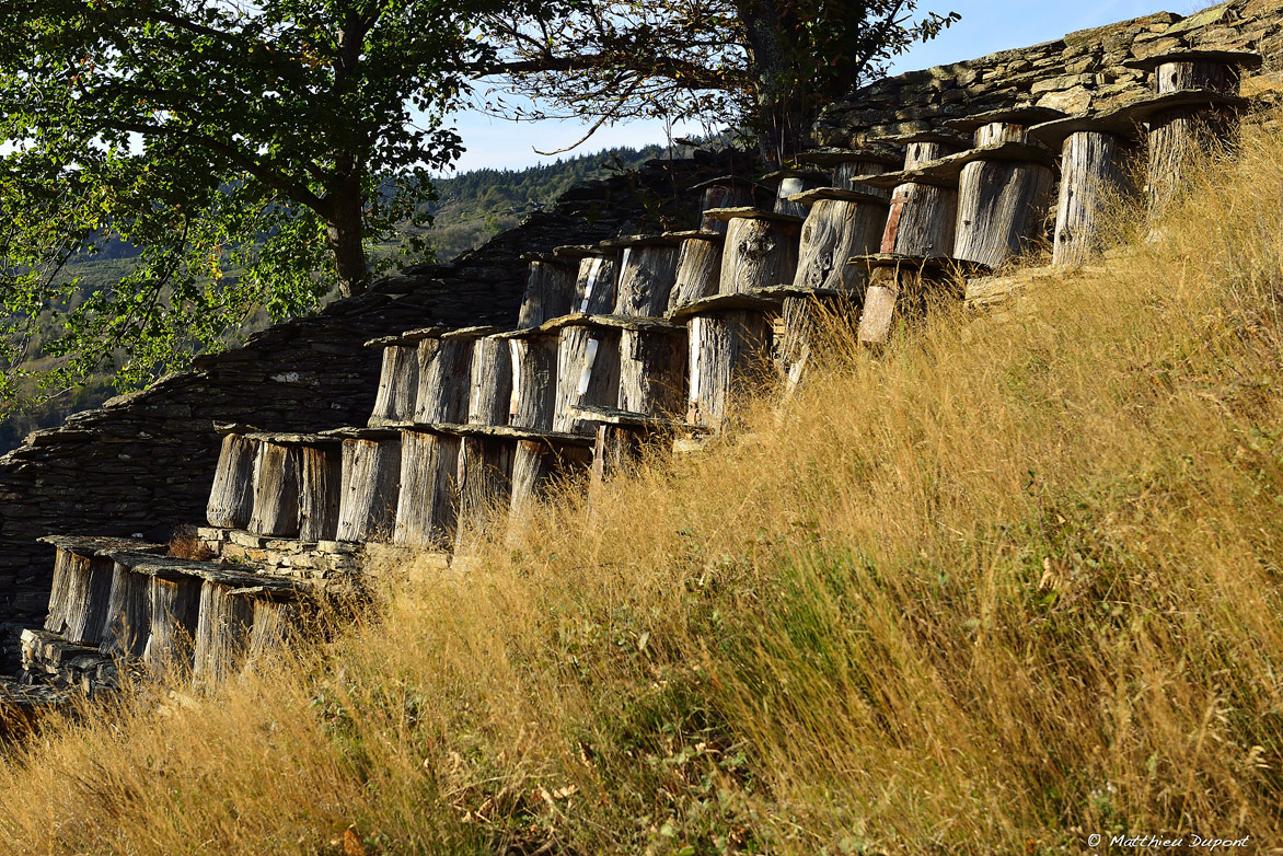 Un rucher en troncs de châtaignier typique des Cévennes à Laval d'Aurelle (Ardèche) . Photo Matthieu Dupont