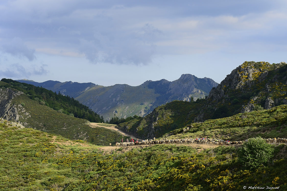 La transhumance sur le Tanargue. Eleveurs, promeneurs, et moutons grimpent les pentes de la montagne ardéchoise pour rejoindre l'estive d'été.
