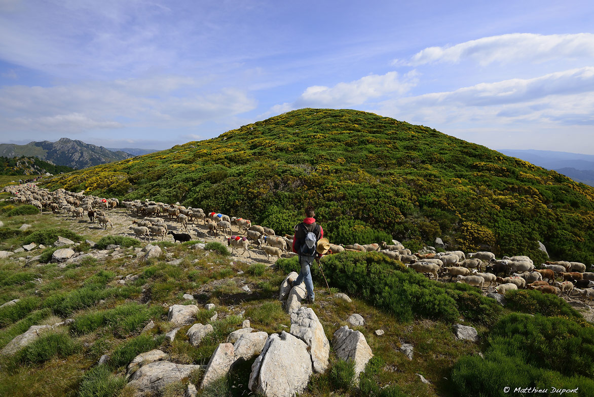 La transhumance sur le Tanargue. Eleveurs, promeneurs, et moutons grimpent les pentes de la montagne ardéchoise pour rejoindre l'estive d'été.