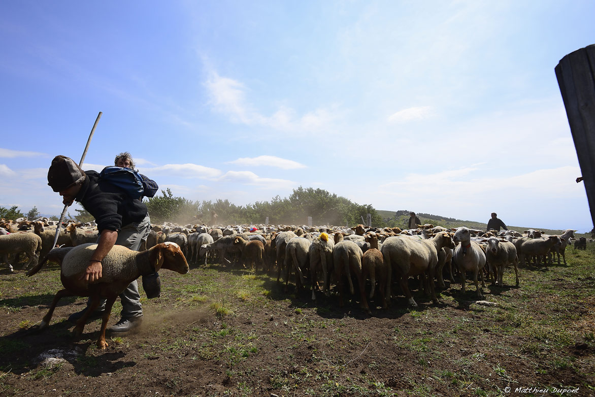 La transhumance sur le Tanargue. Le comptage des moutons à l'arrivée à l'estive.