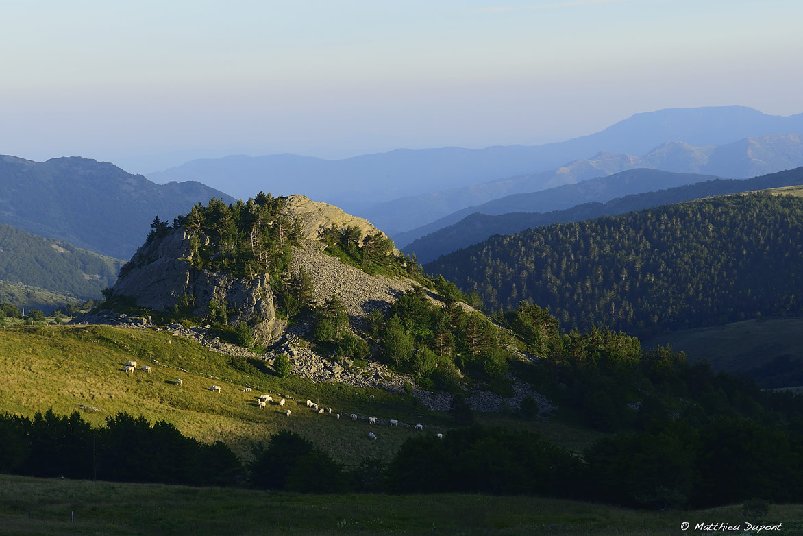 Troupeau de vaches au pied d'un suc (dôme volcanique) en Ardèche. Photo Matthieu Dupont