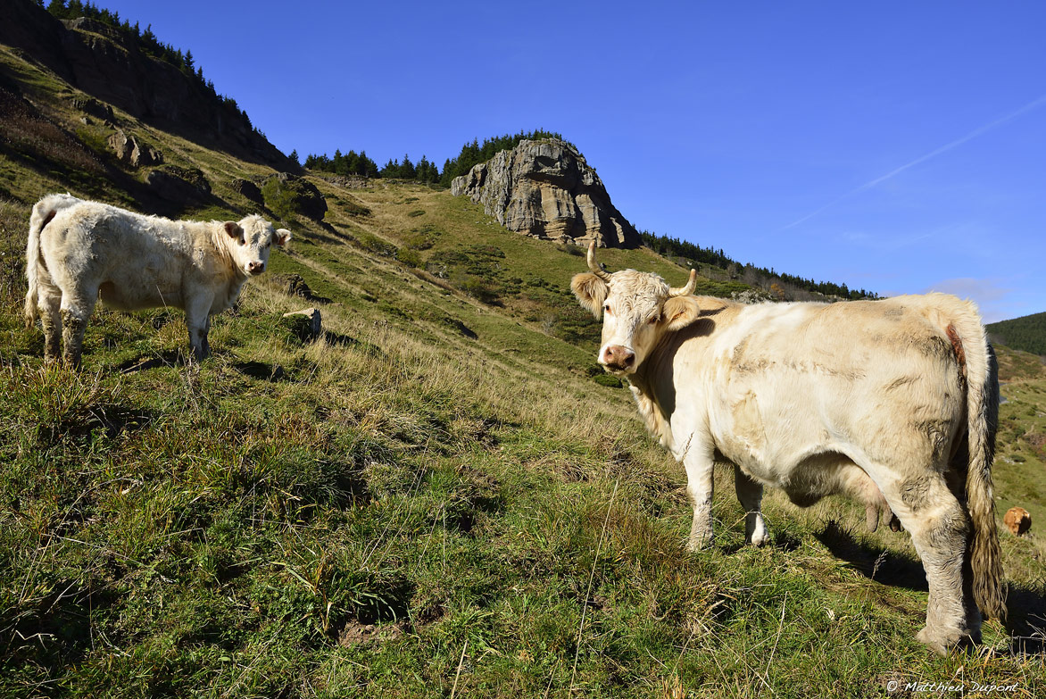 Vaches Charolaises au pied du Mont Mézenc (Ardèche)