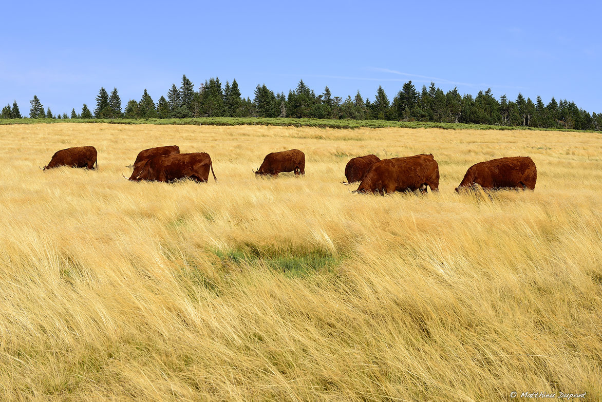 Vaches Salers sur la montagne ardéchoise en pâture dans l'herbe sèche. Photo Matthieu Dupont